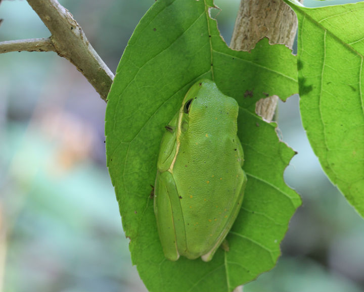Green Treefrog